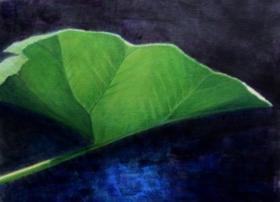 Gunnera Leaf by Lincoln Seligman